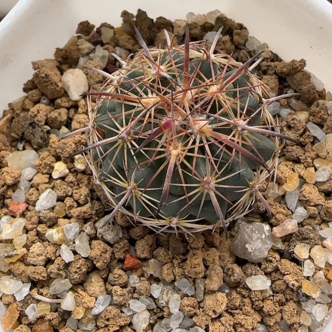 2.8厘米实生虎爪多肉