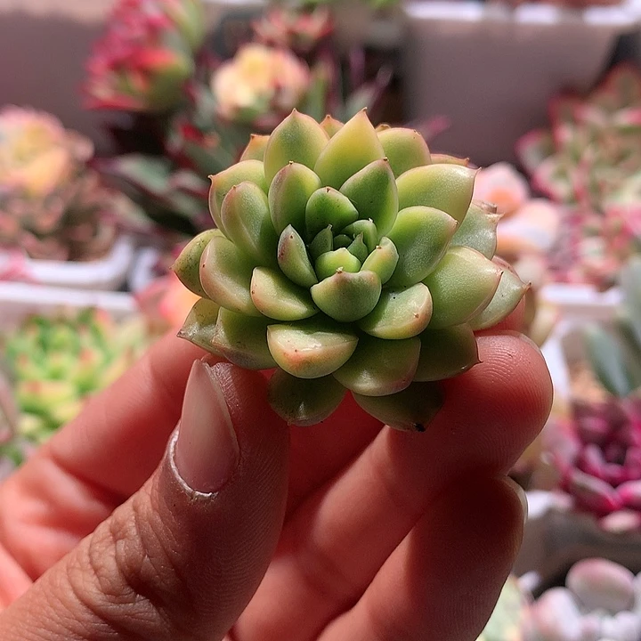 不知名锦腹轮锦锦