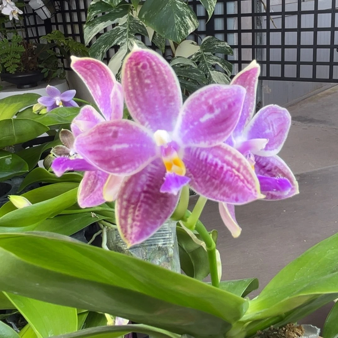 完全开放14号开花株