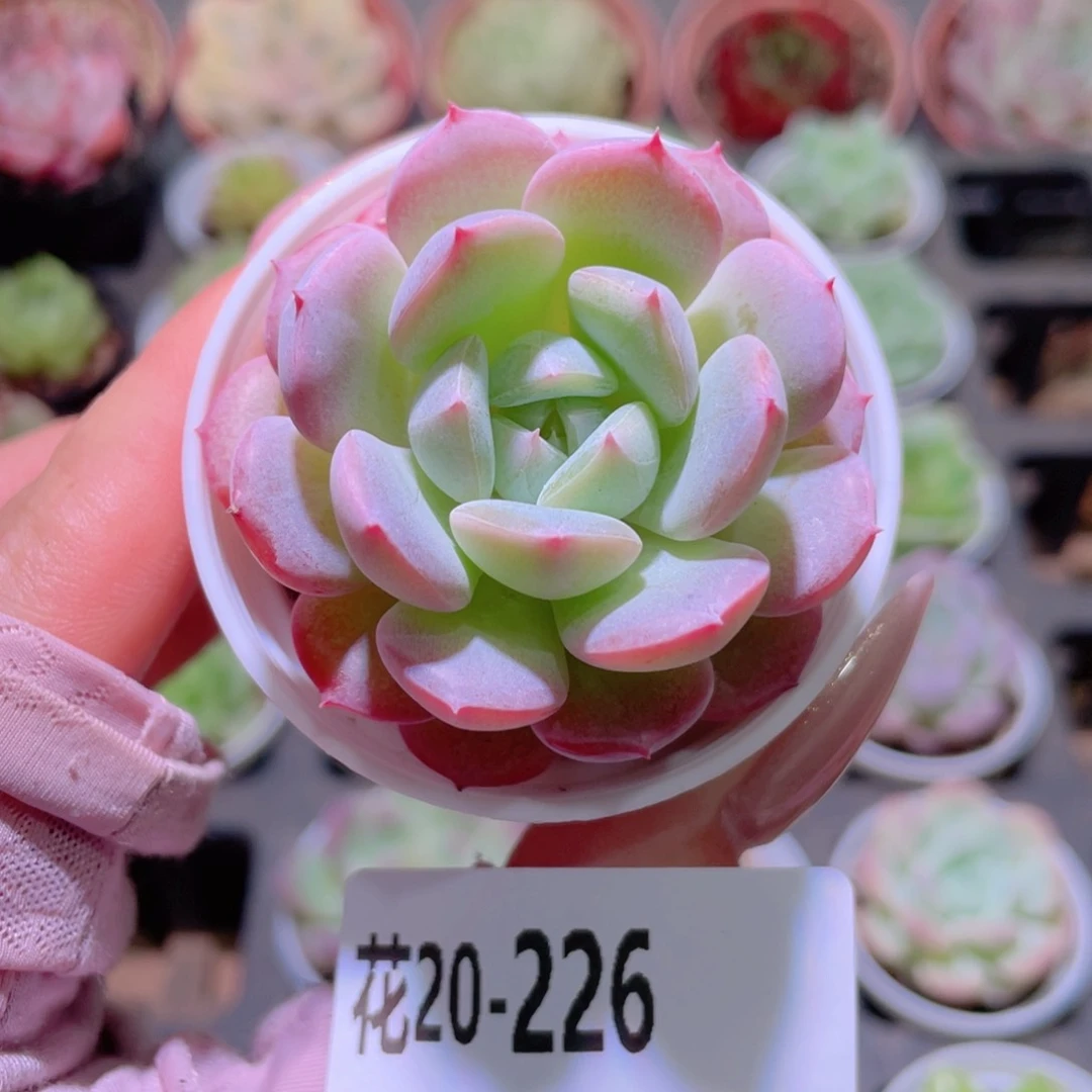 花利美20-226新品