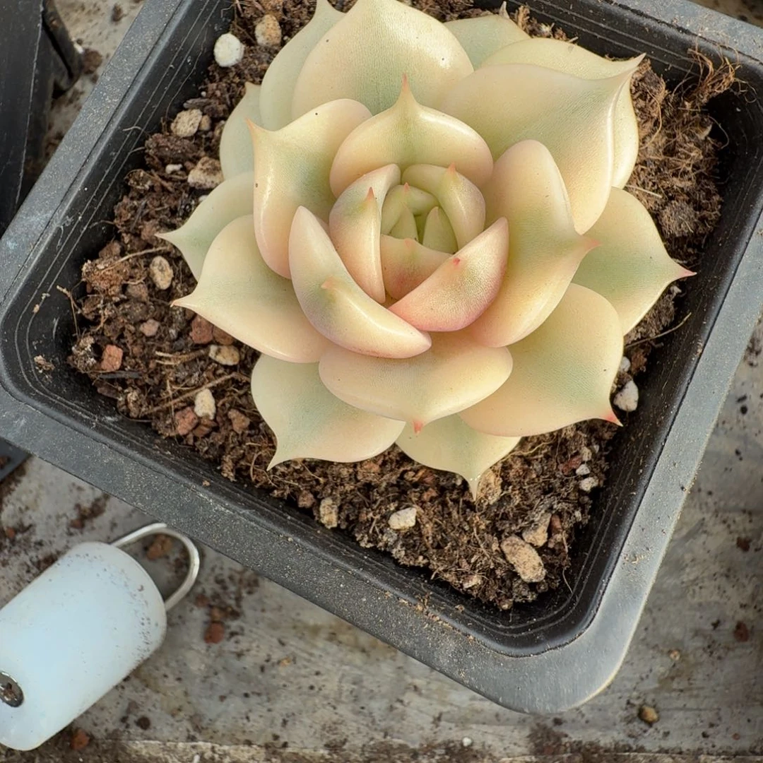 贝加尔湖 安吉园艺锦