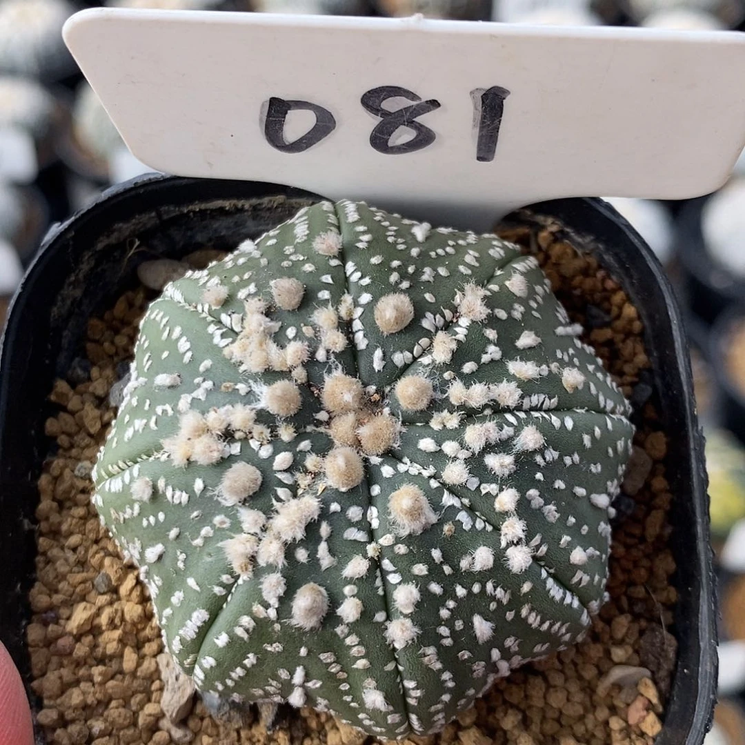 081潜力海星花园兜