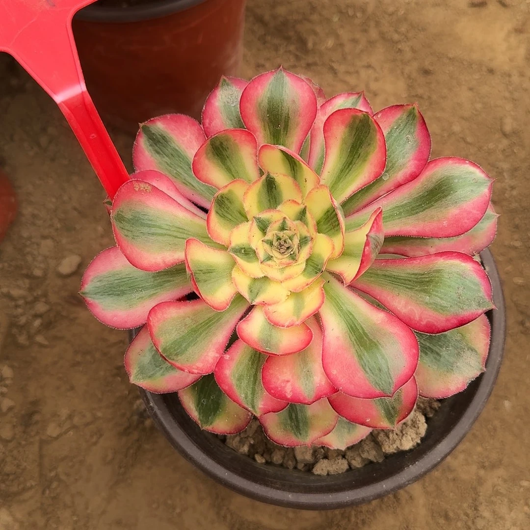 4573爱丽丝多肉法师