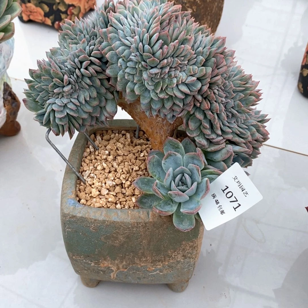 莎莎女王缀化多肉多肉071