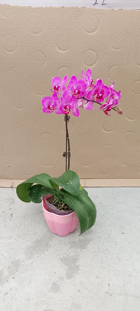 蝴蝶兰单株  品名  小孔雀