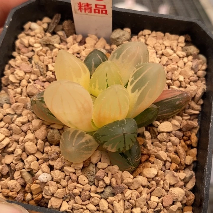 83号oh3玉露锦带盆