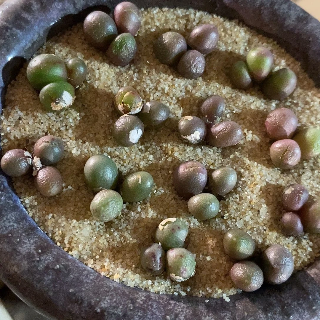 一颗三头紫葡萄。