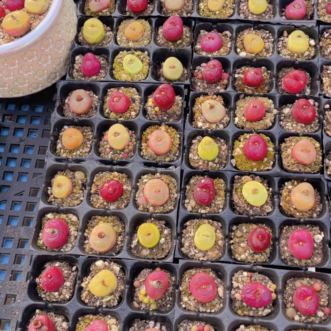 量拍1号 六年全状态毛汉尼六个