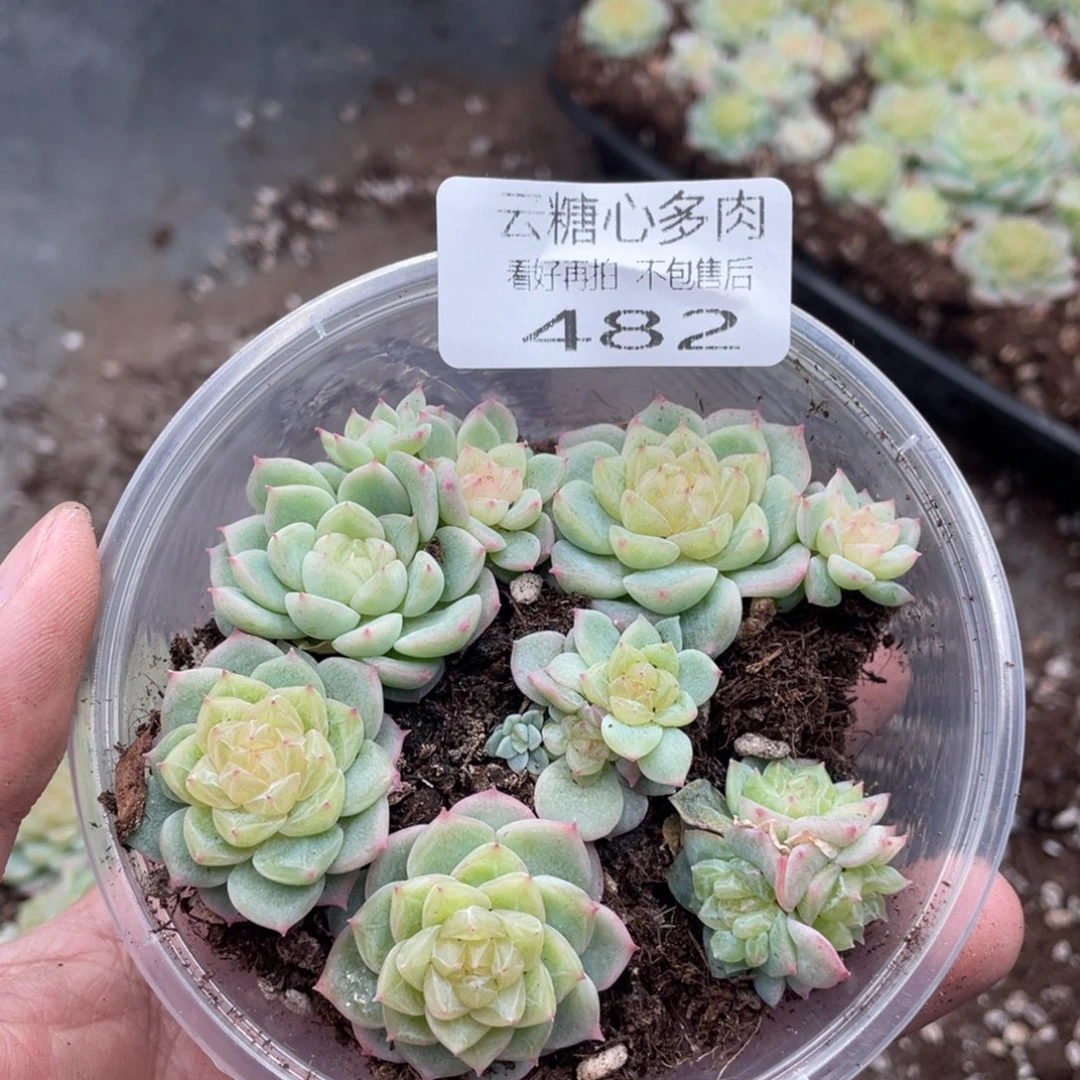 君***）云糖心多肉植物482