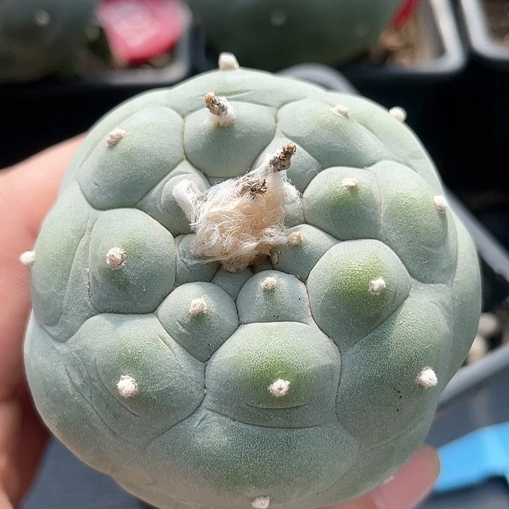 仙人球苗接6.2公分123