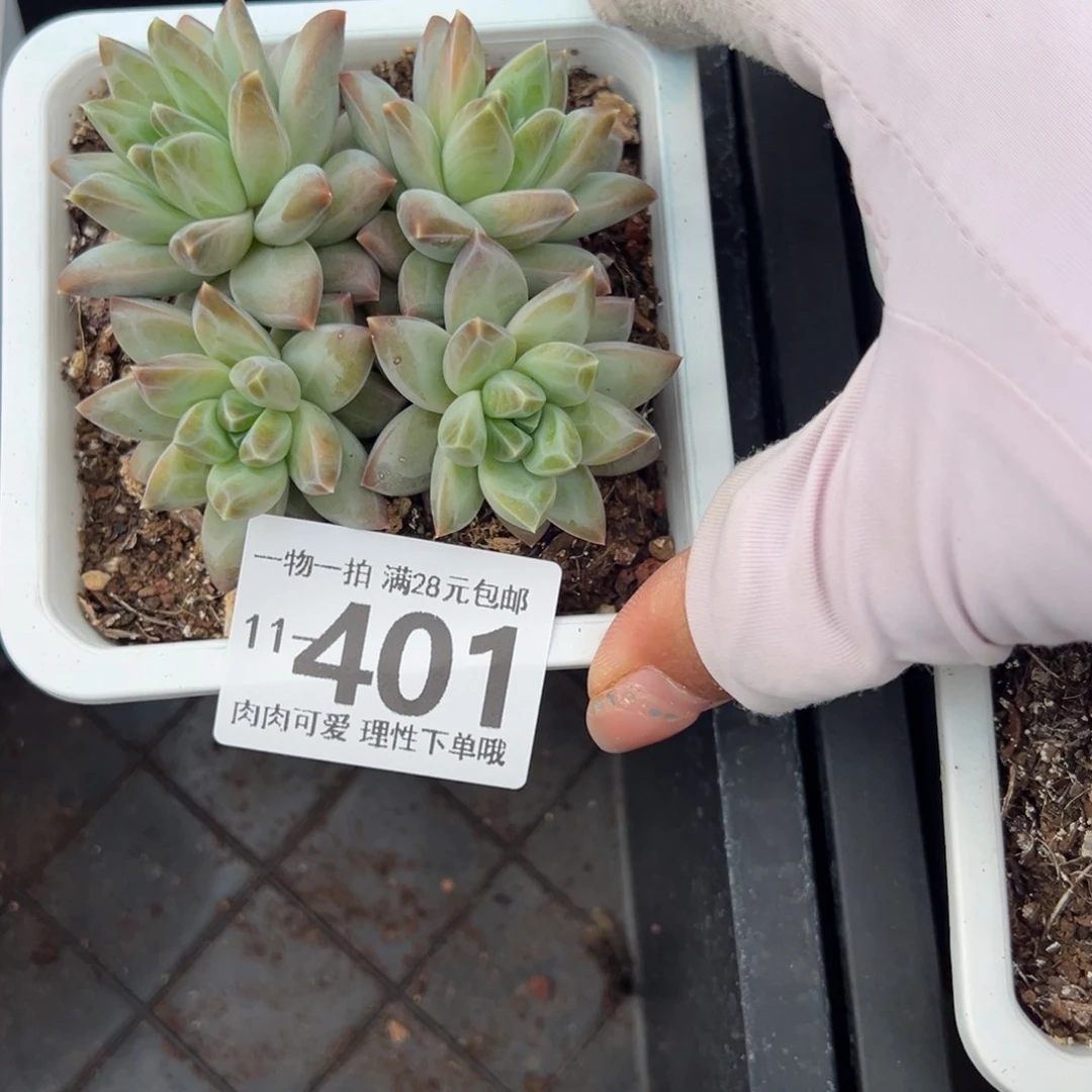 陨石多肉多肉多肉