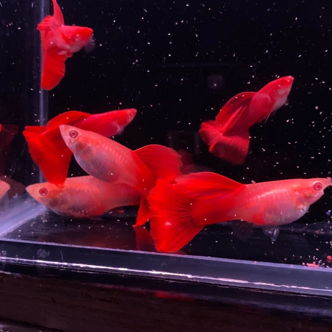 子***明孔雀鱼极品血红三对