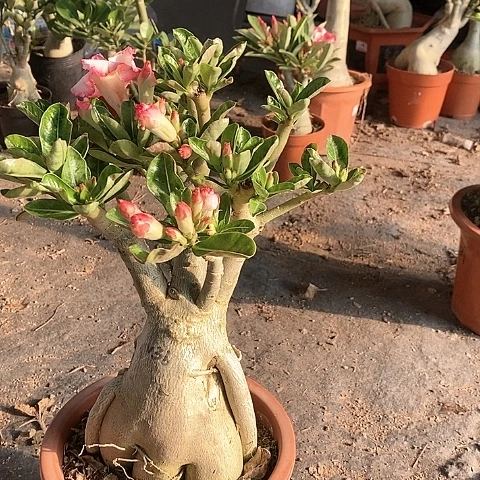 【闪购商品】缪*绿植