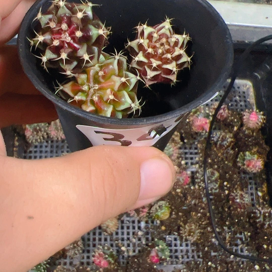 人***E当前无花栽培后可以开花340