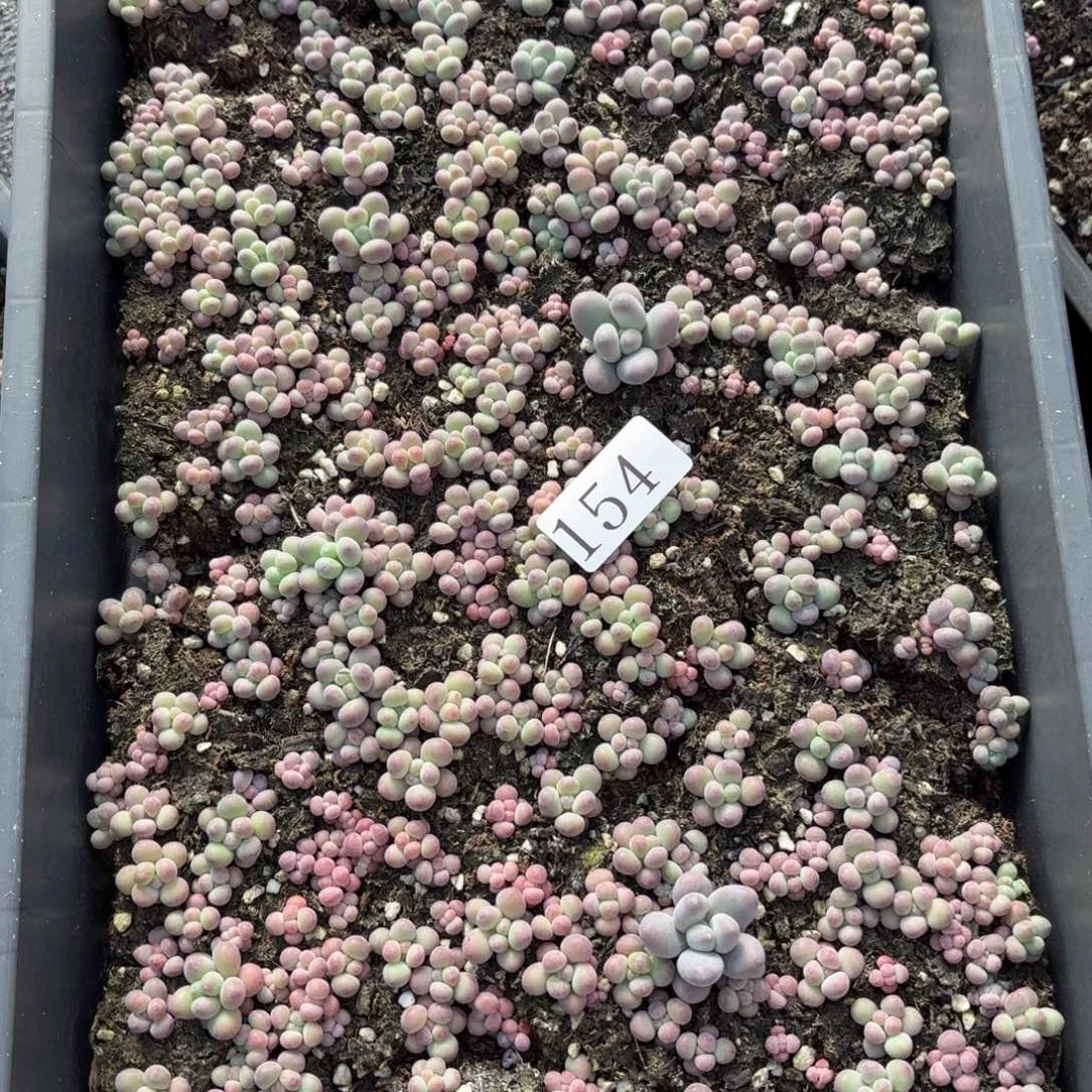 爱****多肉植物多肉植物154