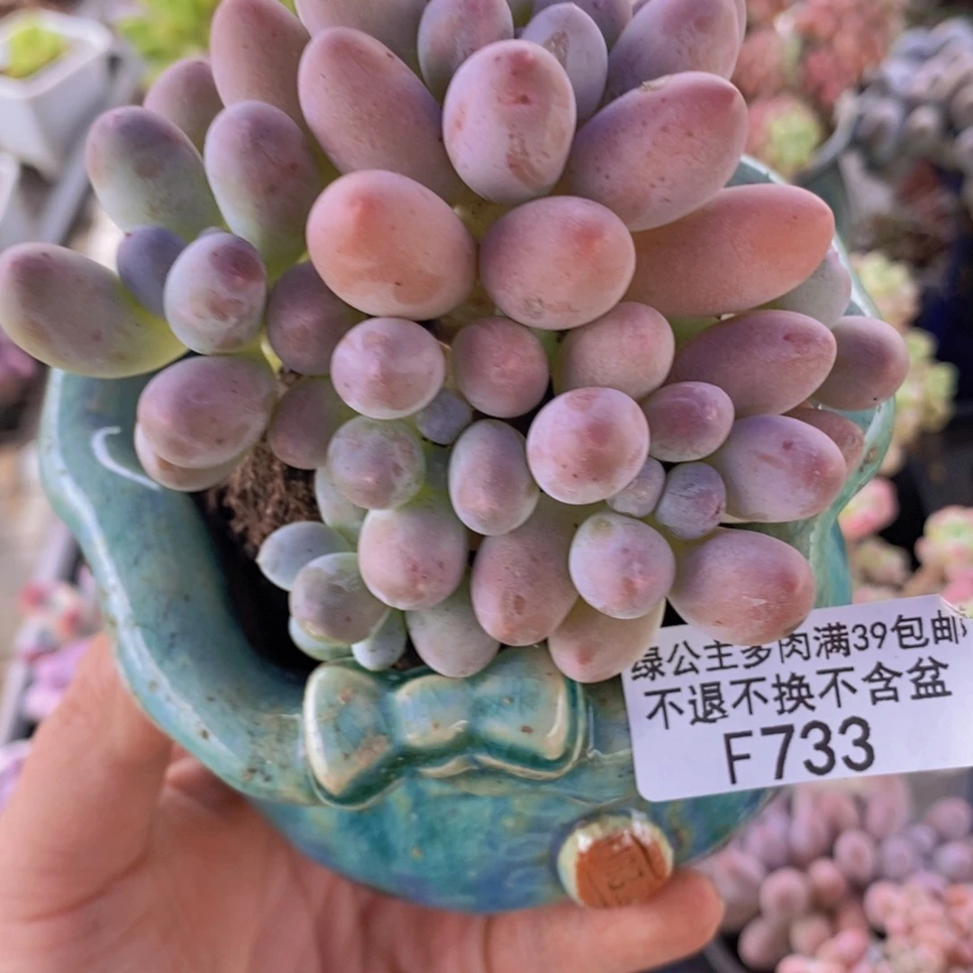 汤圆8cm733多肉植物