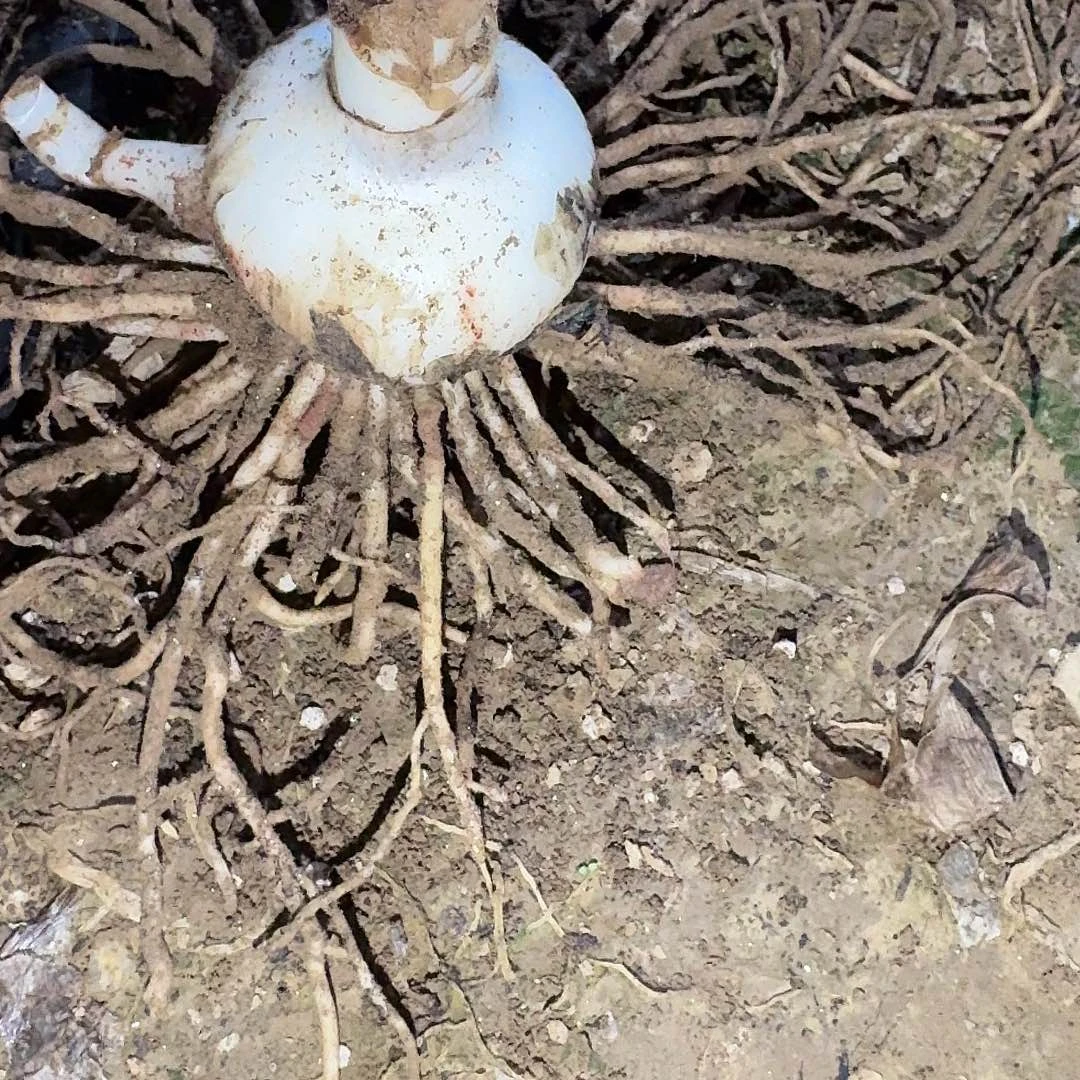 紫艳5.5厘米带一侧裸根一棵