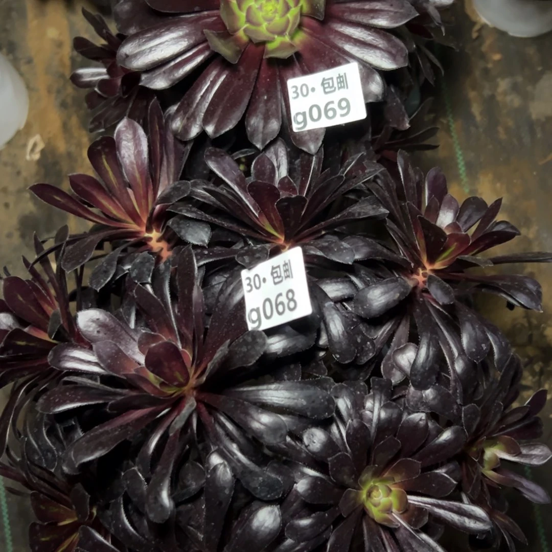 菲*2颗组合墨法多肉法师