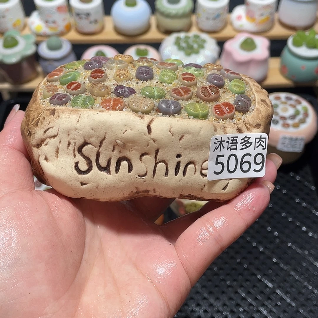 带盆土植物 一物一拍5069