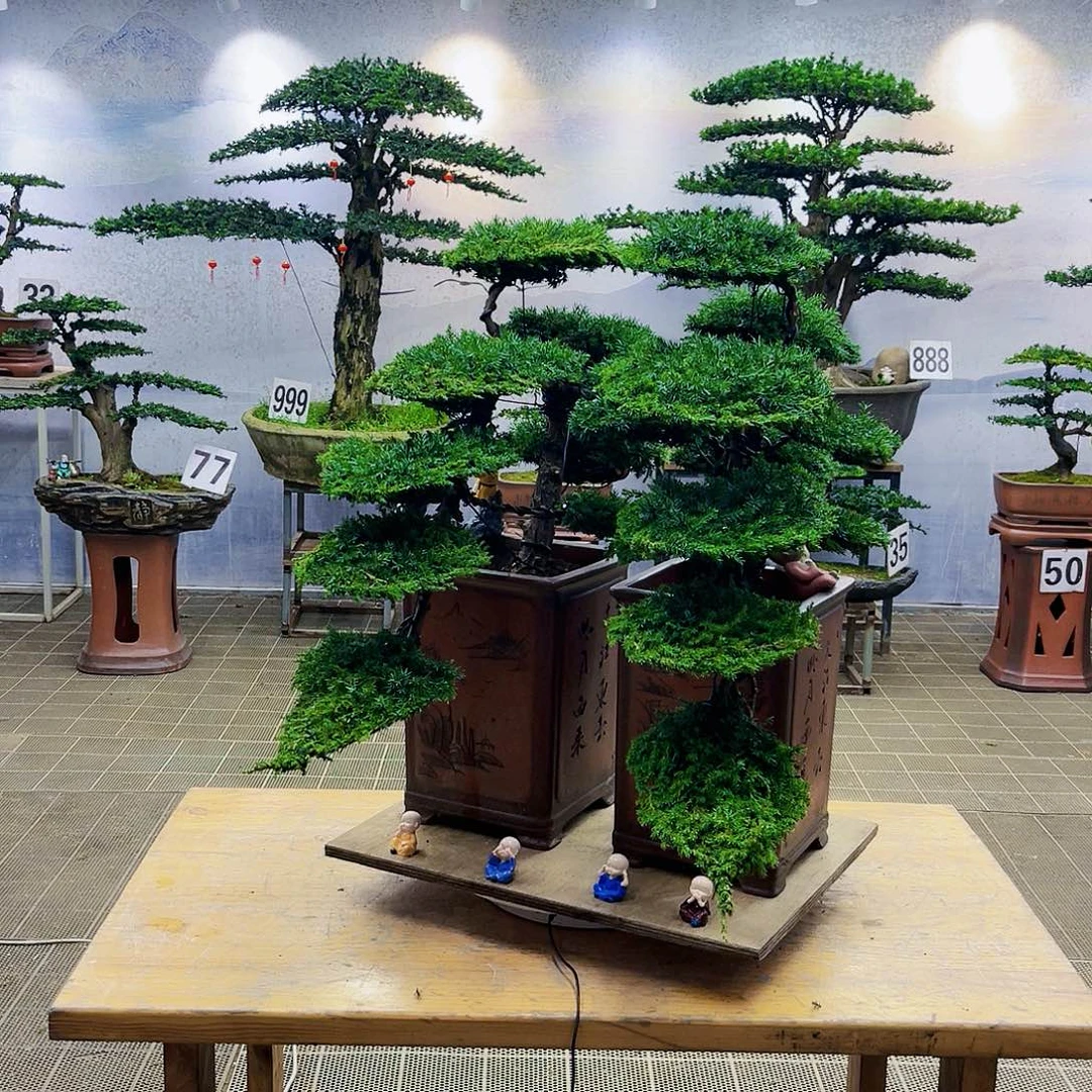 盆景盆景造型龙爪树