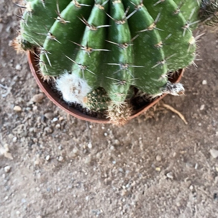 山脉仙人球346788