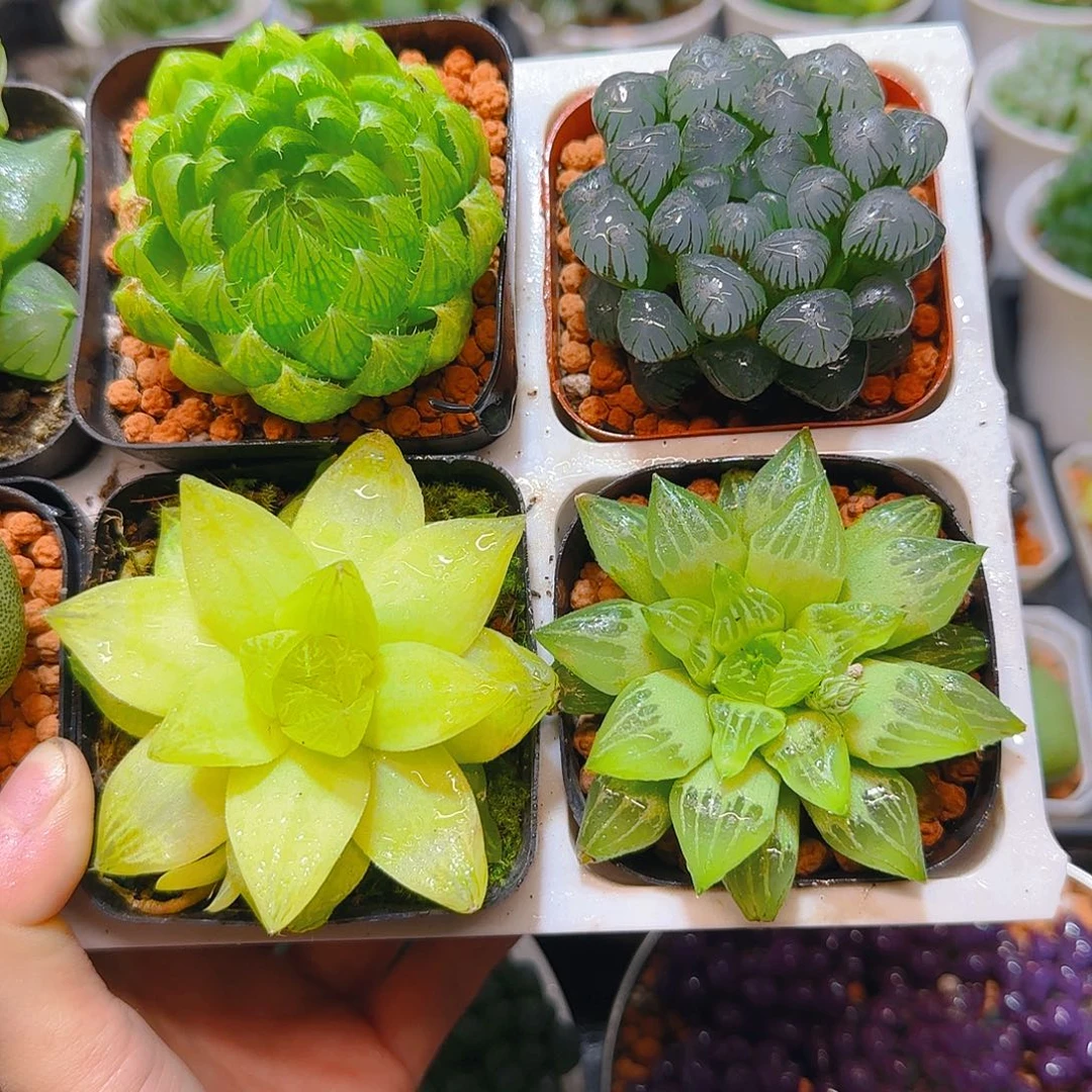 蝉翼，黄金，玉露寿，冰灯，原盆