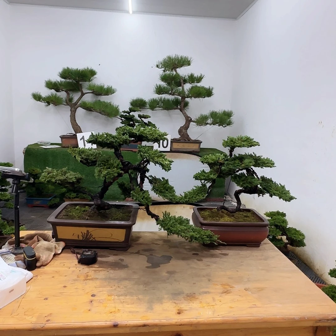 咔盆景盆景盆景盆景