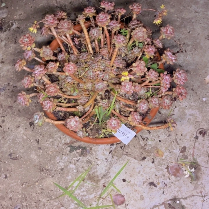 青***时多肉一物一拍9109