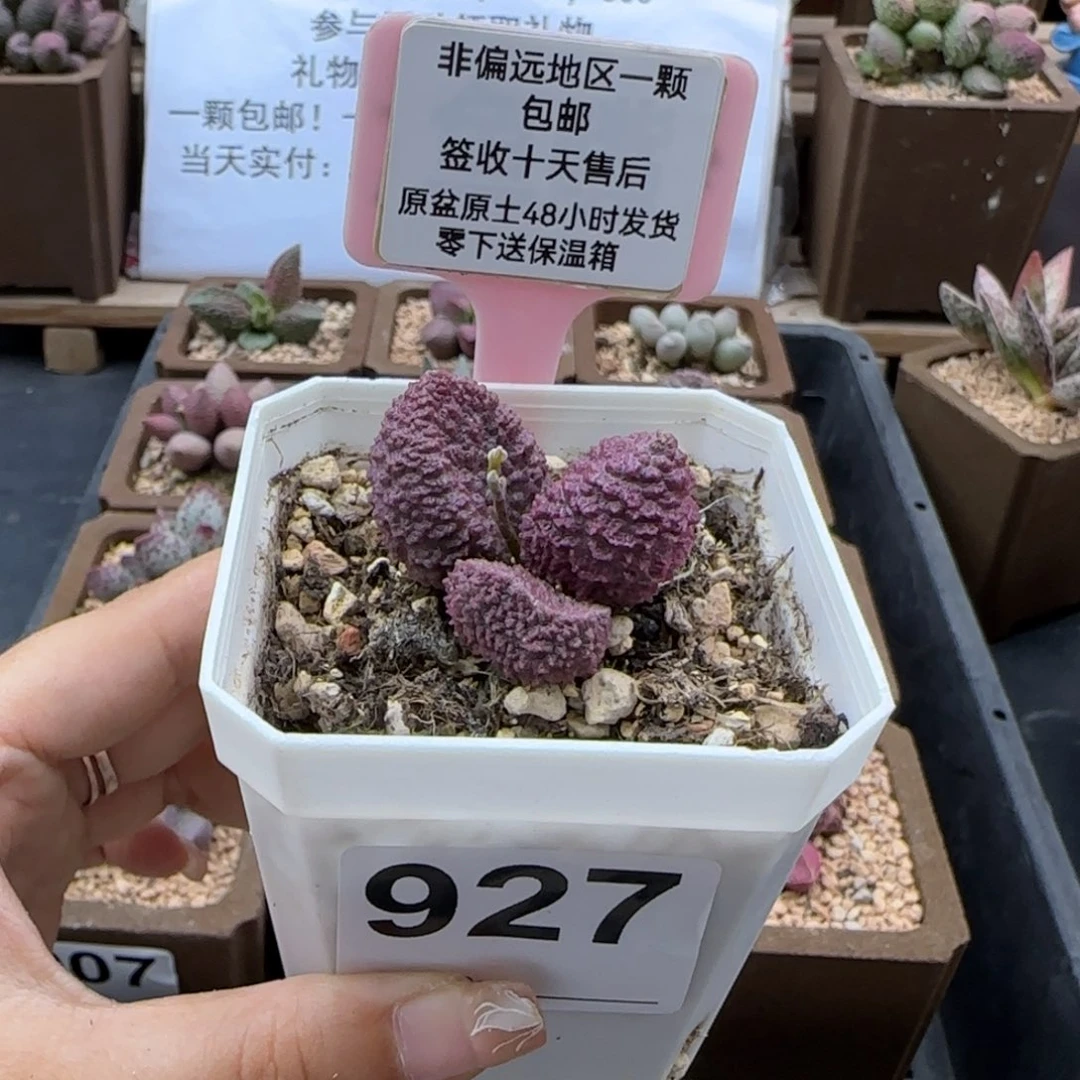 依*927实生多肉植物