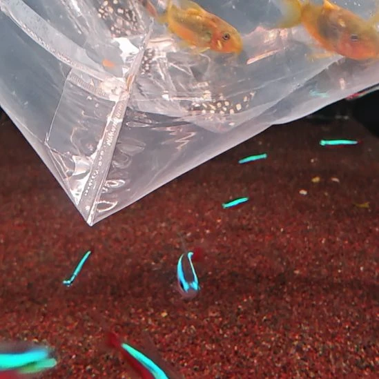 鼠鱼黄金线金  3.0/3.5   5只顺丰