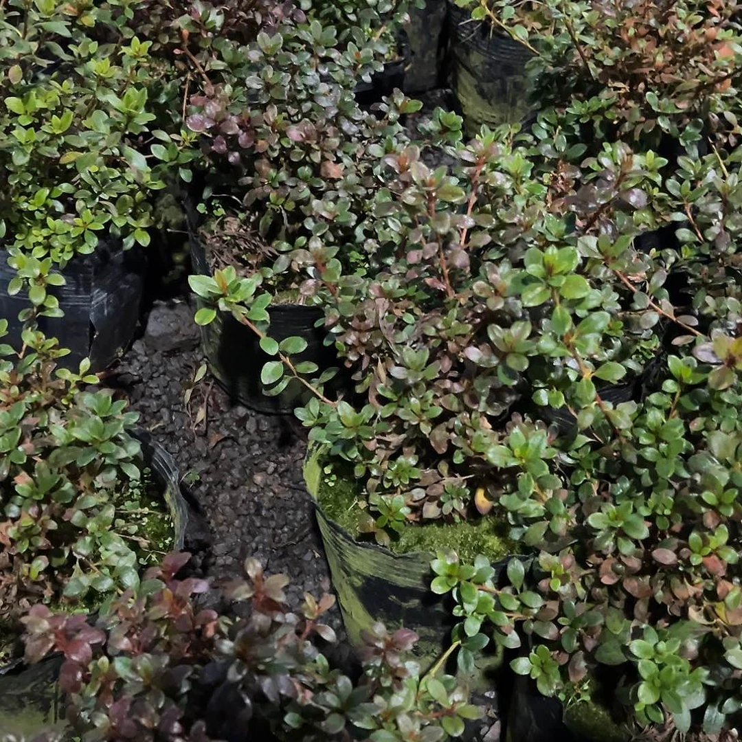 无花朵盆景皋月杜鹃矮霸绢之舞