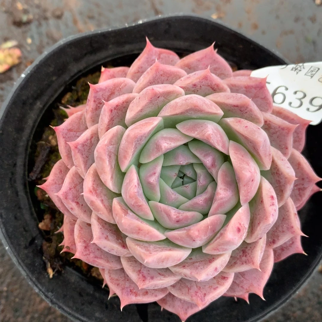 5639杂交多肉植物