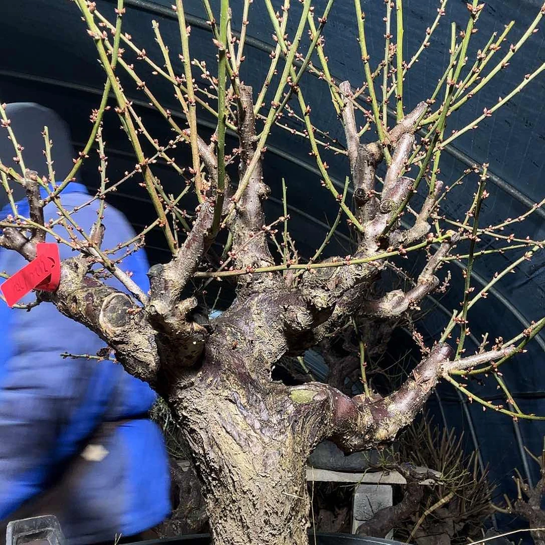 无花朵精品大玉蝶