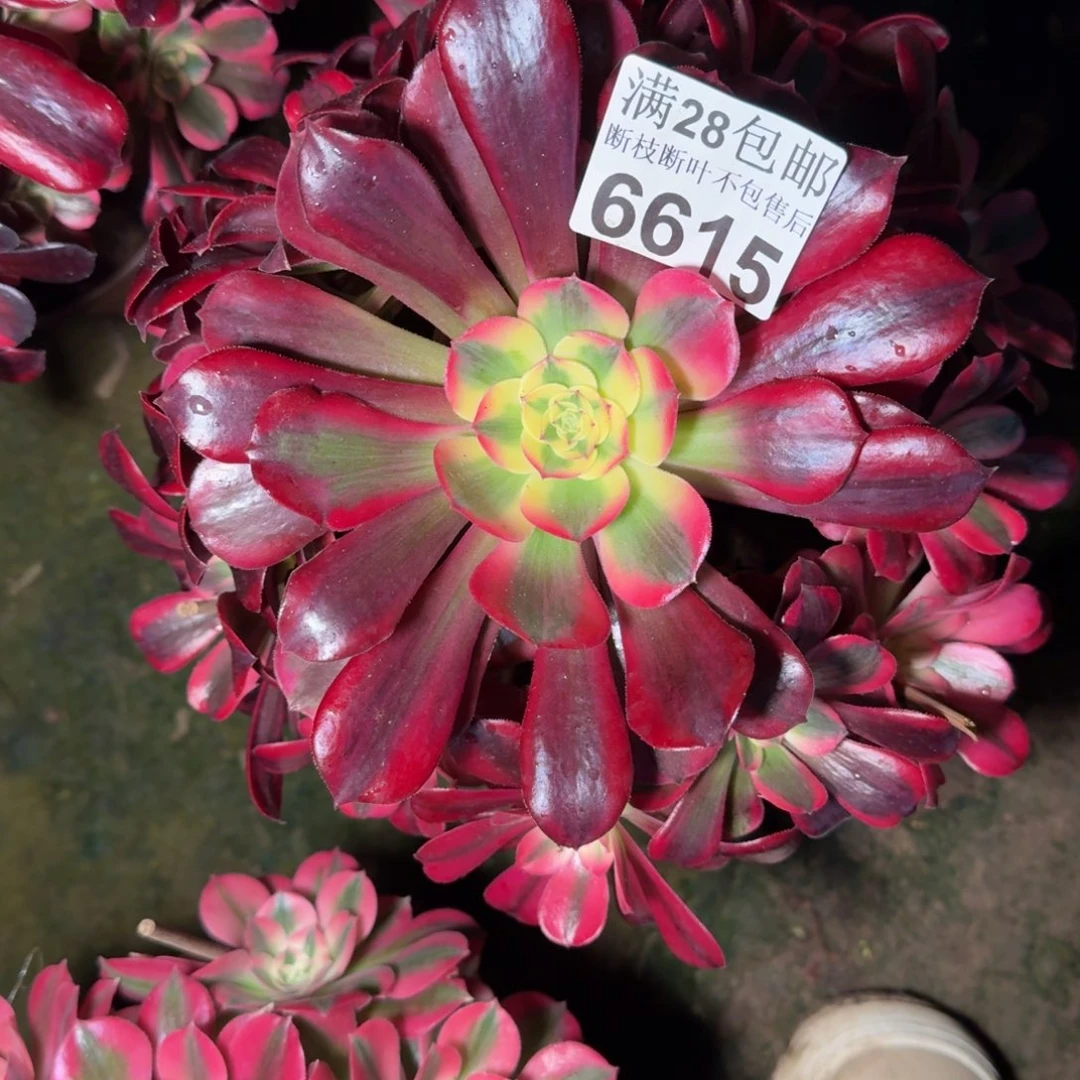 6615美杜莎多肉植物