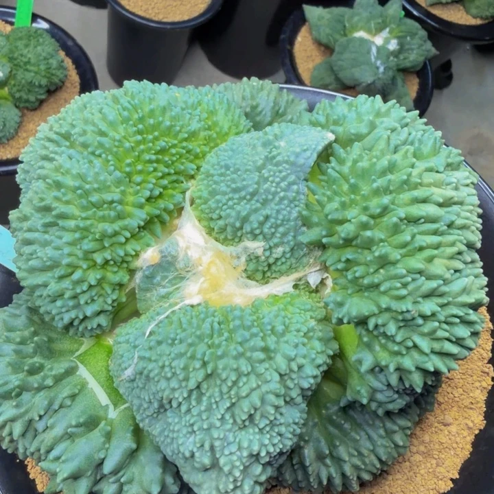 巨无霸蓝刺猬圆月叶