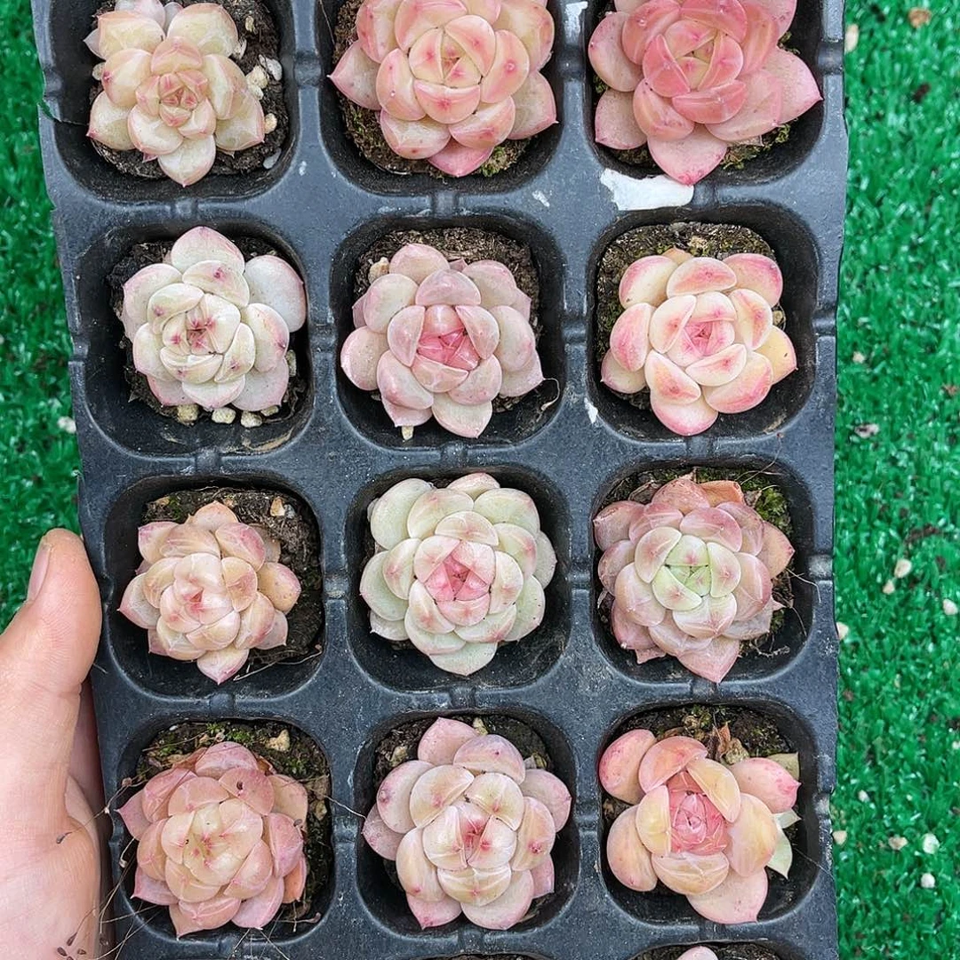 多肉一物一拍21-45