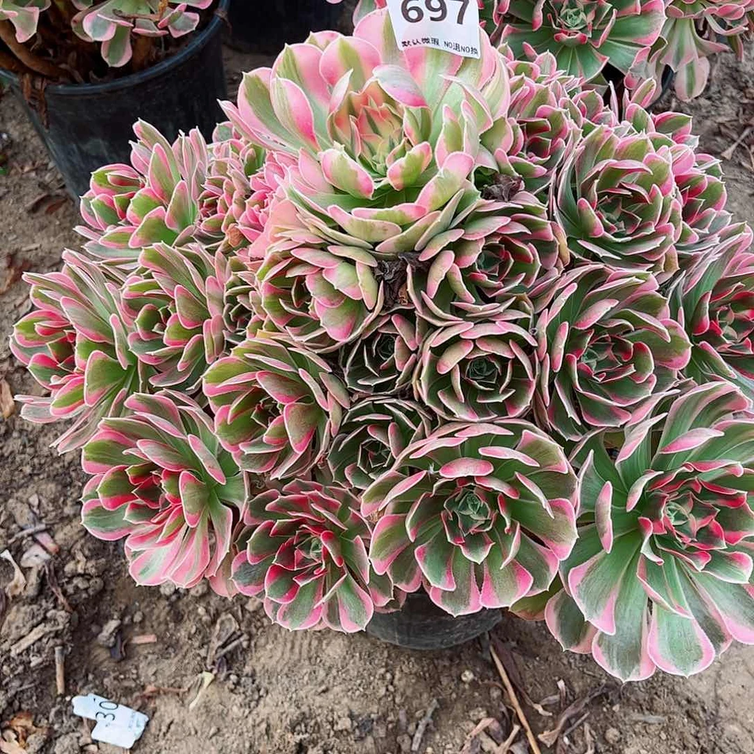 无花朵寒*多肉植物697