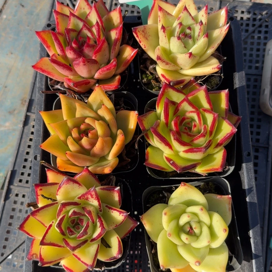 从前慢花园多肉编号1126.76