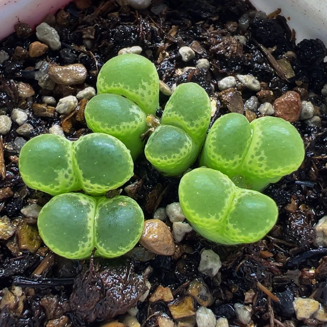 752多肉植物种类多样