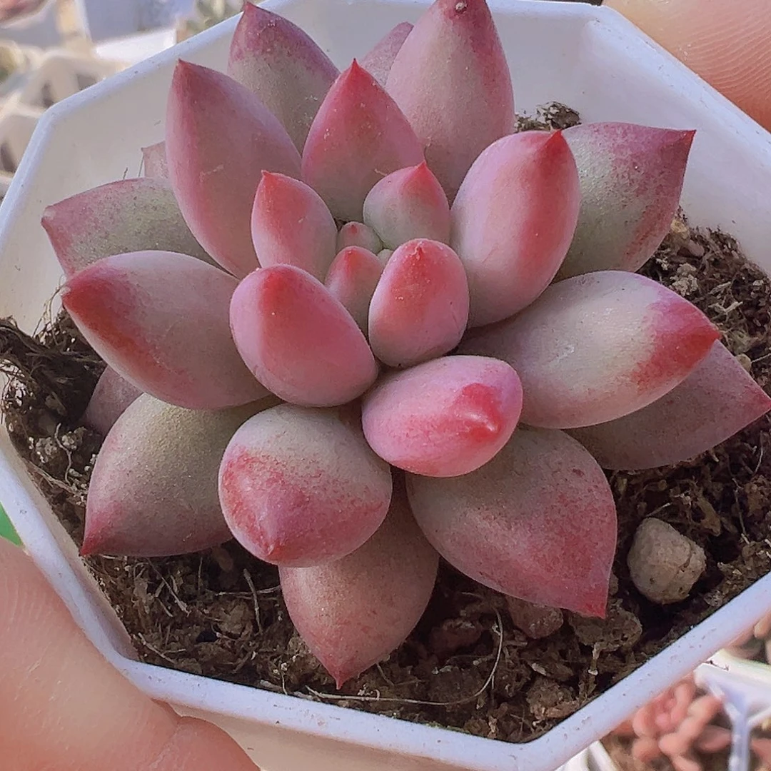 车厘子19包邮多肉植物