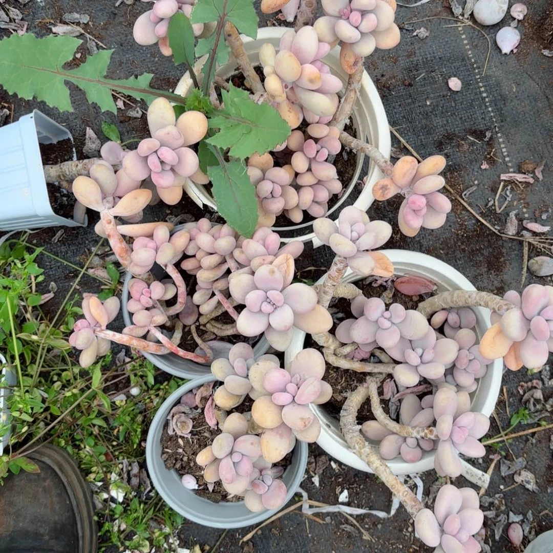 红**叶桃蛋4个7-37。