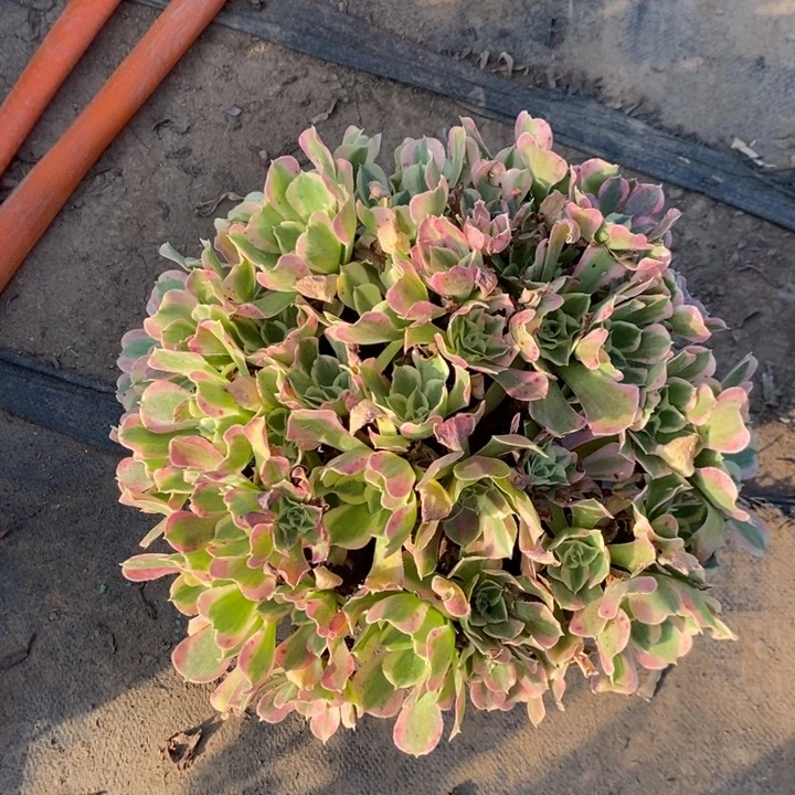 白凤5多肉植物法师
