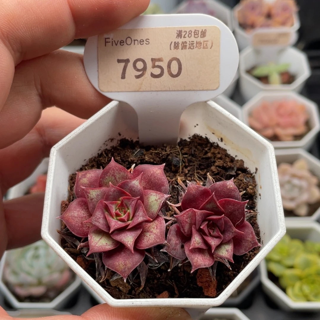 罗西玛7950-5.5厘米