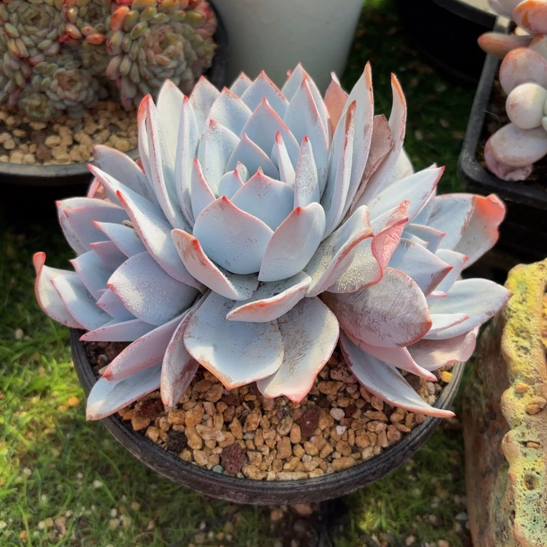 白莲8888888888888多肉