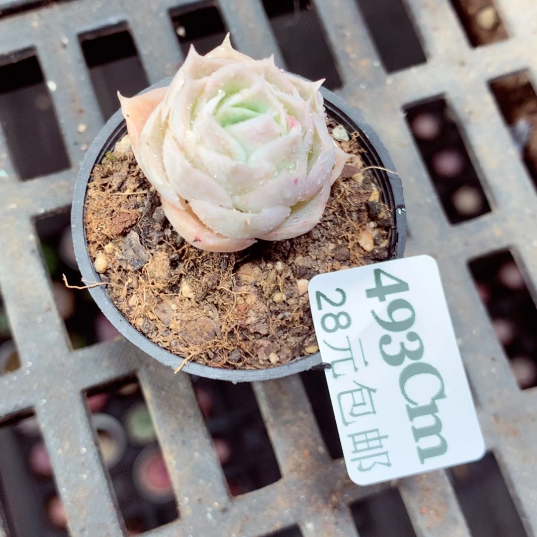 5厘米盆精控多肉493