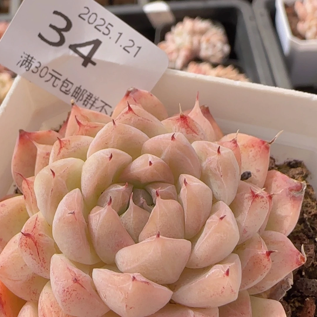 月光珍妮单头一颗脱土