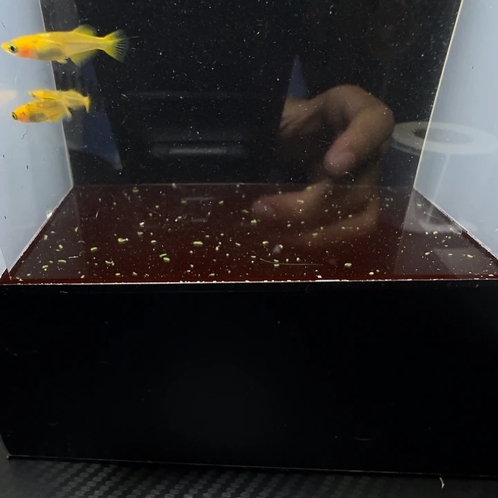 青鳉鱼025乙姬5条