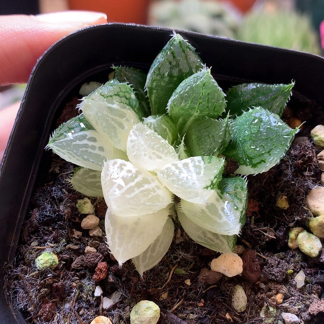 宝莲灯玉露锦带盆土发货