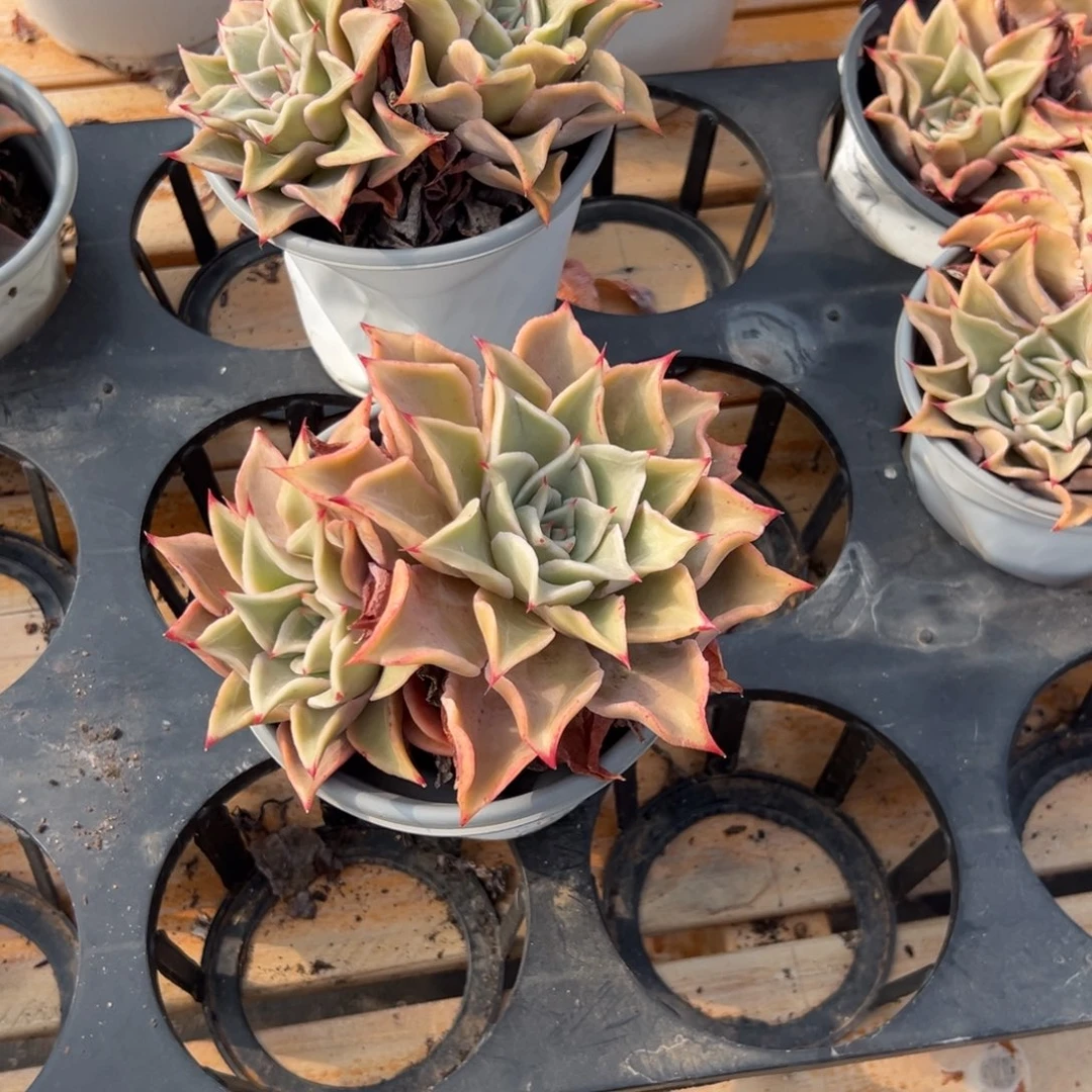 多肉双头饺子皮【非偏远满18包邮】