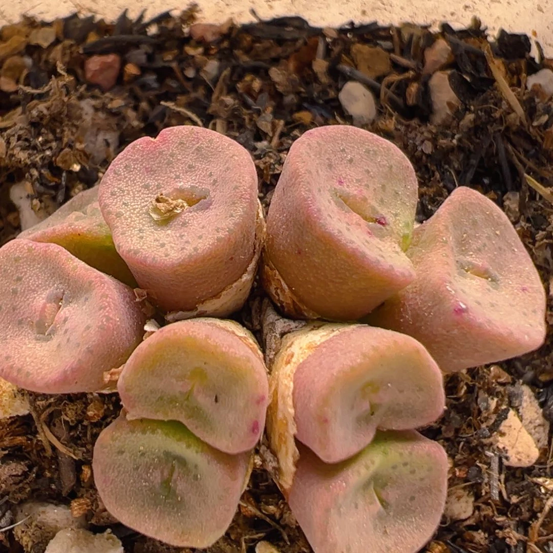 169多肉植物百科知识